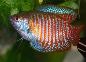 best tropical fish tank