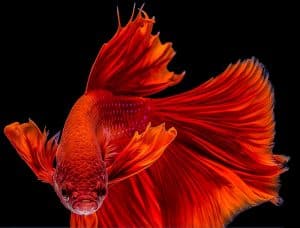 where can i buy betta fish food