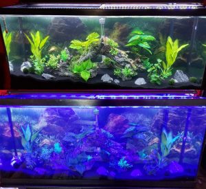 best led lights for planted tank