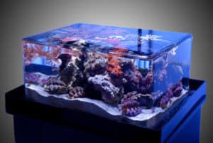 how to setup an aquarium