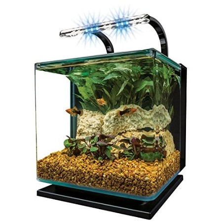 ð¥ð¬Best 3-Gallon Fish Tank | Aquarium in 2022 - CHAMPAGNE REEF