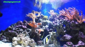 best aquarium chillers reviews