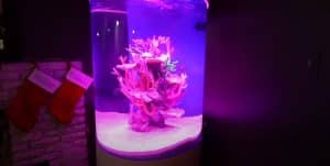 cylindrical aquarium
