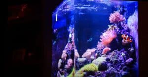 best 30 gallon aquarium
