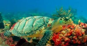 best turtle aquarium