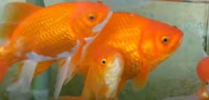 how long can goldfish go without food