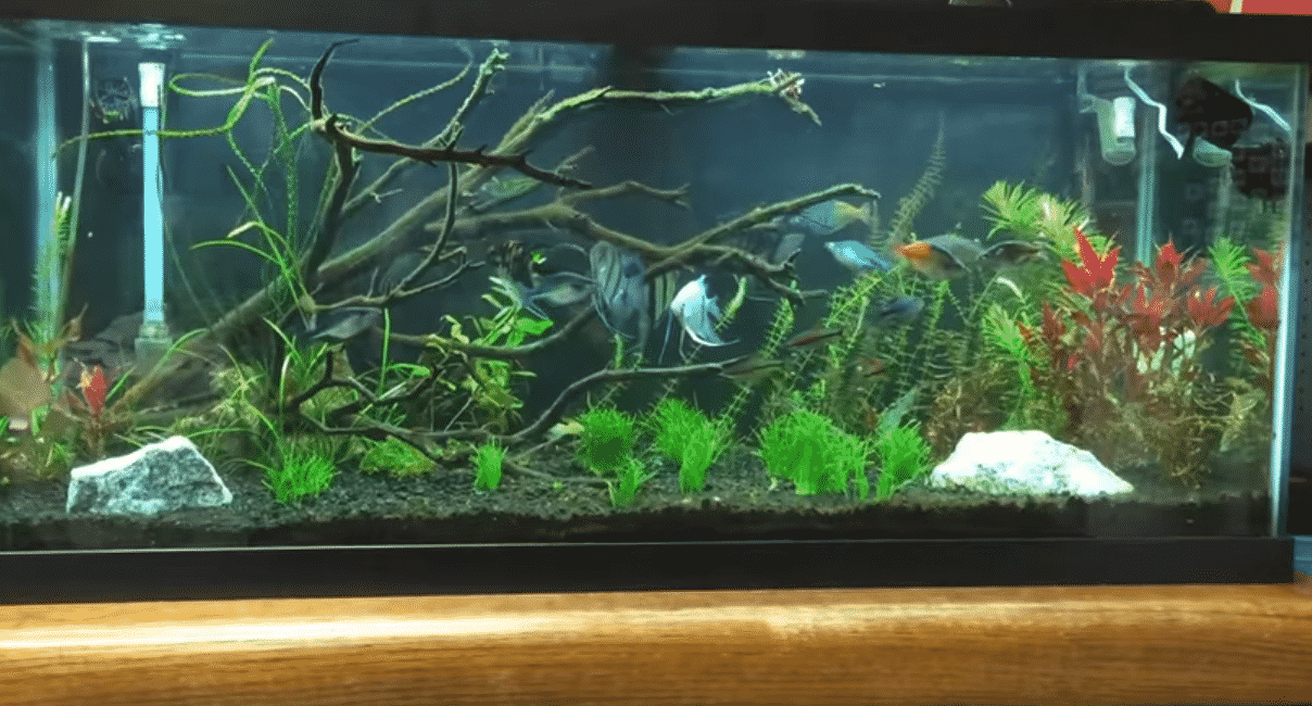 🥇🐟Fish Tank Setup: Tips For The Aquarium Novice