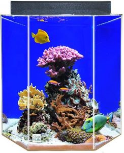 Best 55 Gallon Fish Tank for Sale In 2023 10