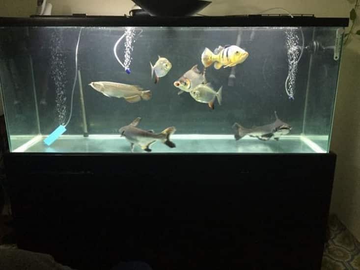 Extra Large Aquariums – Huge/Giant Aquariums, Big Fish Tanks