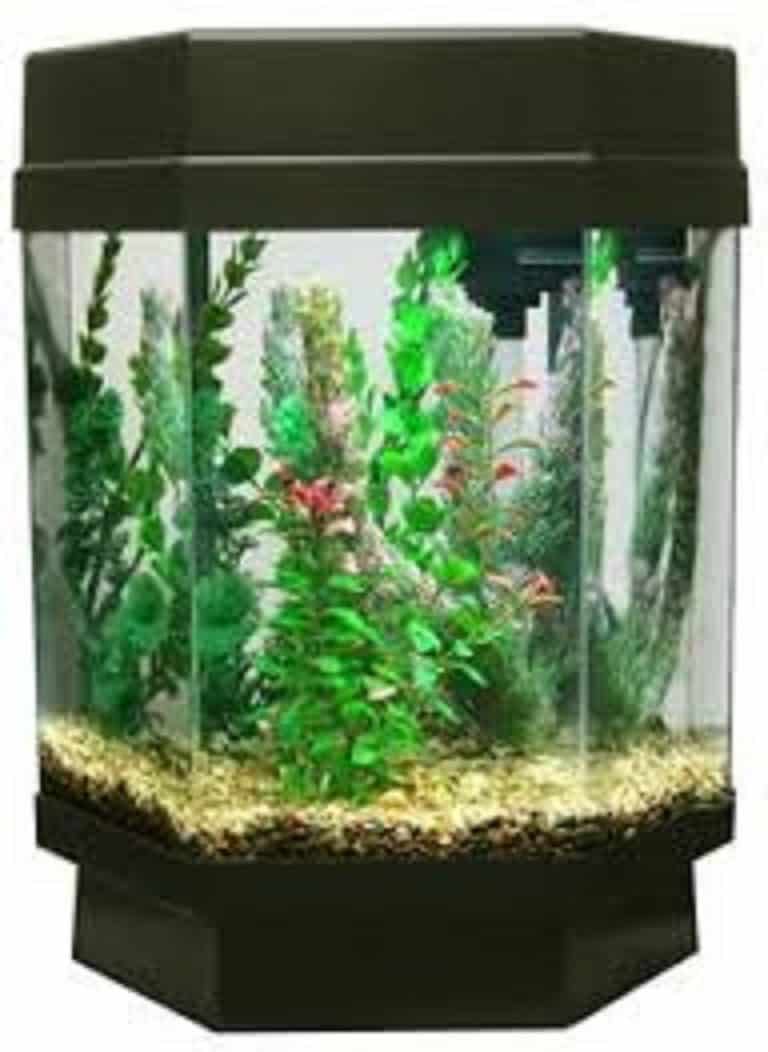 🥇🐠Best 29 gallon Aquarium 29 gallon fish tank Reviews CHAMPAGNE REEF