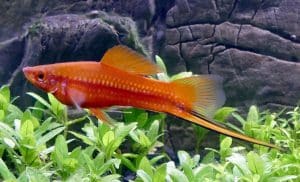 best tropical fish tank