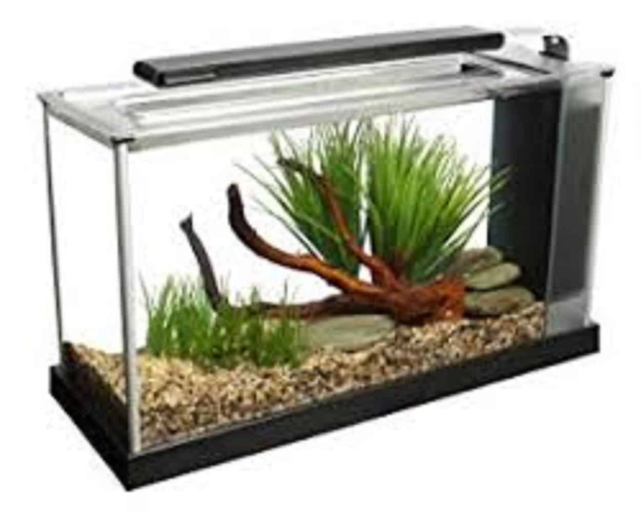 Best fish tank – What to Consider