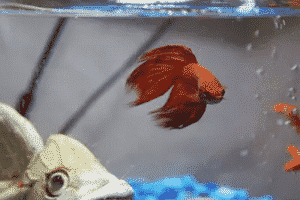 how long can a betta fish live without food