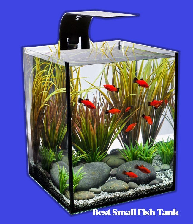 Best Small Fish Tank