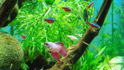 What Fish Can Live With Bettas