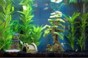 Best 20 Gallon Fish Tanks & Aquarium Kits