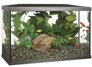best 10 gallon fish tanks aquarium kits