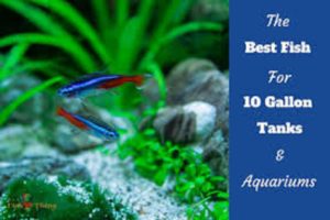 Best Fish And Invertebrates For A 10 Gallon Fish Tank