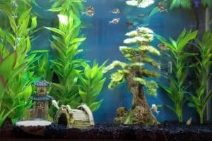 Best Filters For 20 Gallons Aquarium – Reviews & Guides