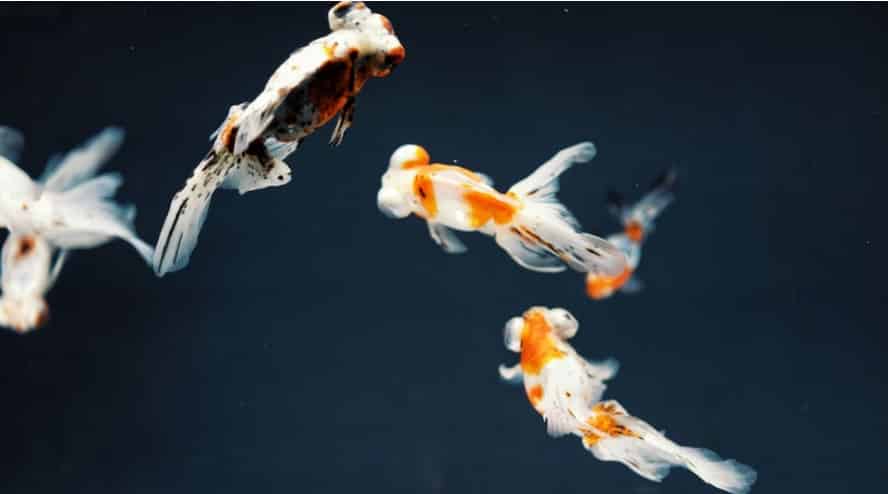 Common Diseases In Aquarium Fish