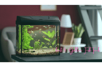 🥇 Best 5 Gallon Fish Tank– Aquarium in 2023