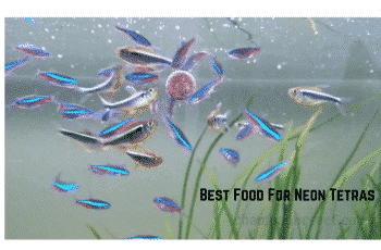 Top 10 Best Food For Neon Tetras Reviews in 2022