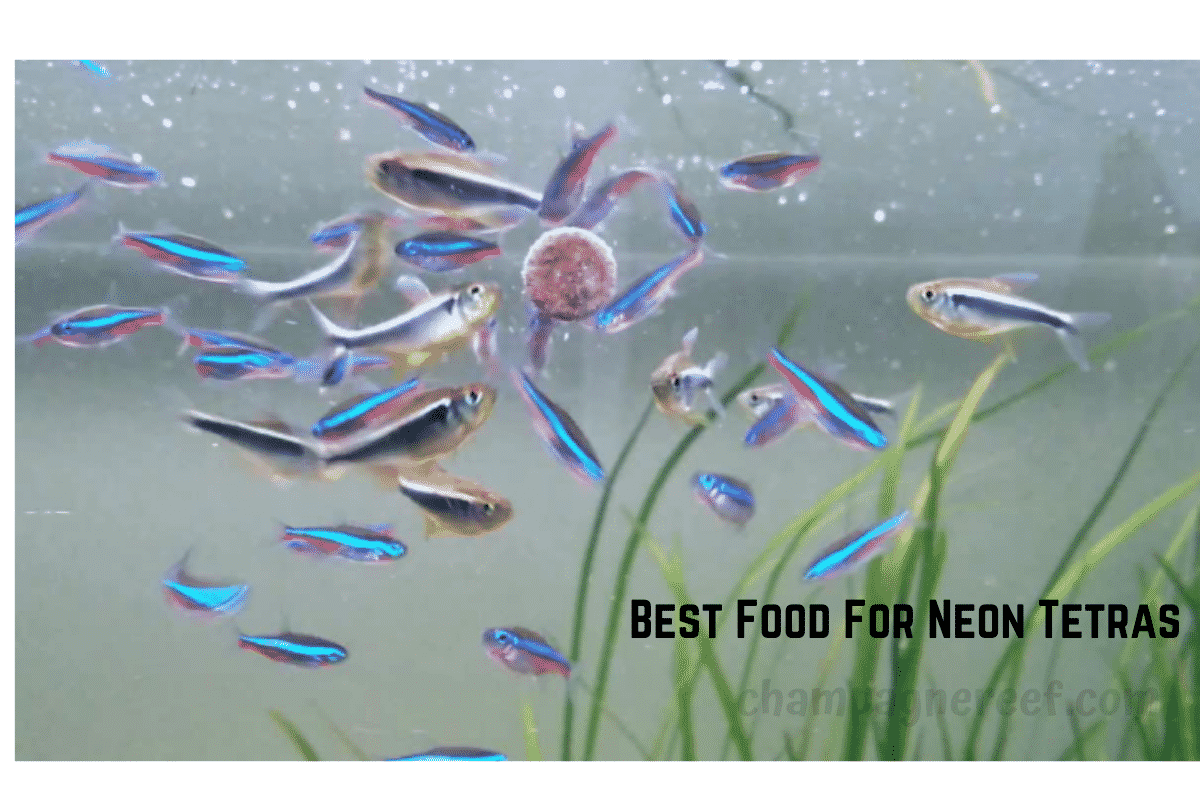 Top 10 Best Food for Neon Tetras in [year] CHAMPAGNE REEF