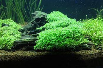 Best Floating Aquarium Plants in 2023 (Review & Buying Guide)