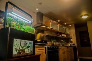 best aquaponic fish tank