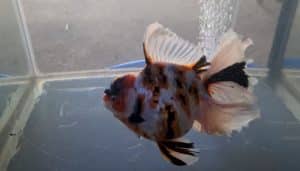 most intelligent fish for aquarium