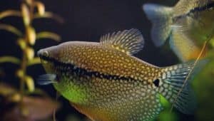 Most Intelligent Fish for Aquarium 10 most intelligent fish for aquarium