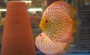 most intelligent fish for aquarium