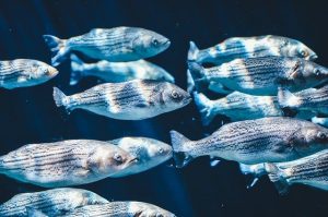 Do saltwater aquariums need protein skimmer