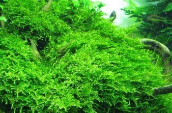 How to grow Christmas Moss?