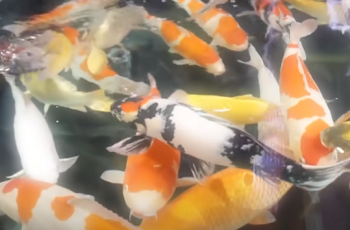 A Comprehensive Guide to Koi Colors and Patterns