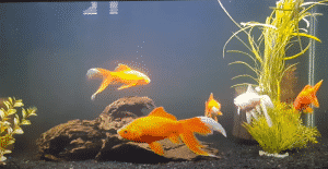 frequently asked questions about ideal water parameters for goldfish tank