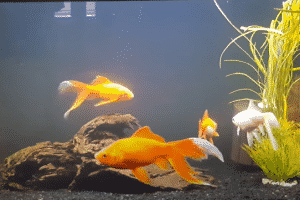 Frequently Asked Questions About Ideal Water Parameters for Goldfish Tank