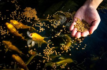 Best Food For Goldfish  in 2022  Reviews & Top Picks