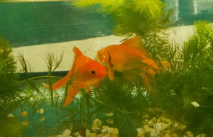 how to breed goldfish tips tricks for successful breeding