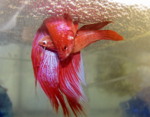 how to breed goldfish tips tricks for successful breeding
