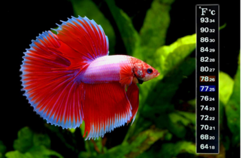 What Temp Do Betta Fish Like Complete Guide