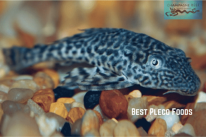 Top 12 Best Pleco Foods 1 best pleco food