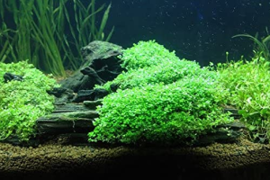 Best Floating Aquarium Plants in 2023 (Review & Buying Guide)