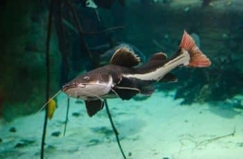 Red Tail Catfish: Facts About One of the Coolest Freshwater Fish