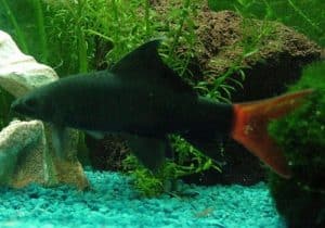 Let's Learn About Red Tail Shark 1 red tail shark