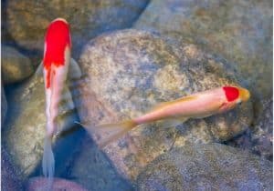 Does Fish Drink Water? 2 does fish drink water