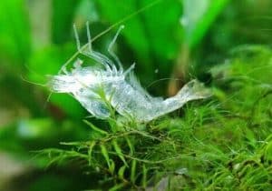 Do Shrimp Need a Filter? 1 clown killifish