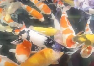 A Comprehensive Guide to Koi Colors and Patterns 1 a comprehensive guide to koi colors and patterns