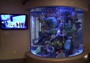 🥇How Do I Create A Round Fish Tank? 1 how do i create a round fish tank