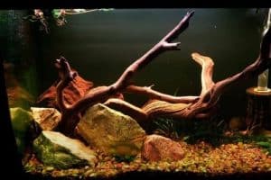 🥇Best 29 gallon Aquarium – 29 gallon fish tank